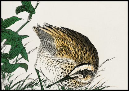 Plakat  Greenshank, Kashu Japoński Vintage do Salonu