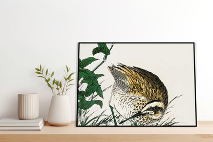 Plakat  Greenshank, Kashu Japoński Vintage do Salonu