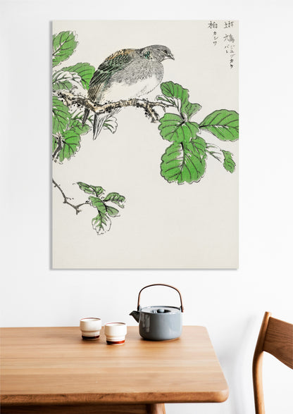 Obraz  Barbary Dove, Kashu Japoński Vintage