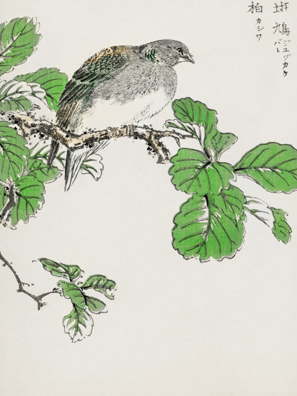 Plakat  Barbary Dove, Kashu Japoński Vintage