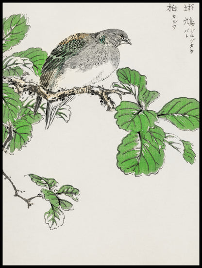 Plakat  Barbary Dove, Kashu Japoński Vintage
