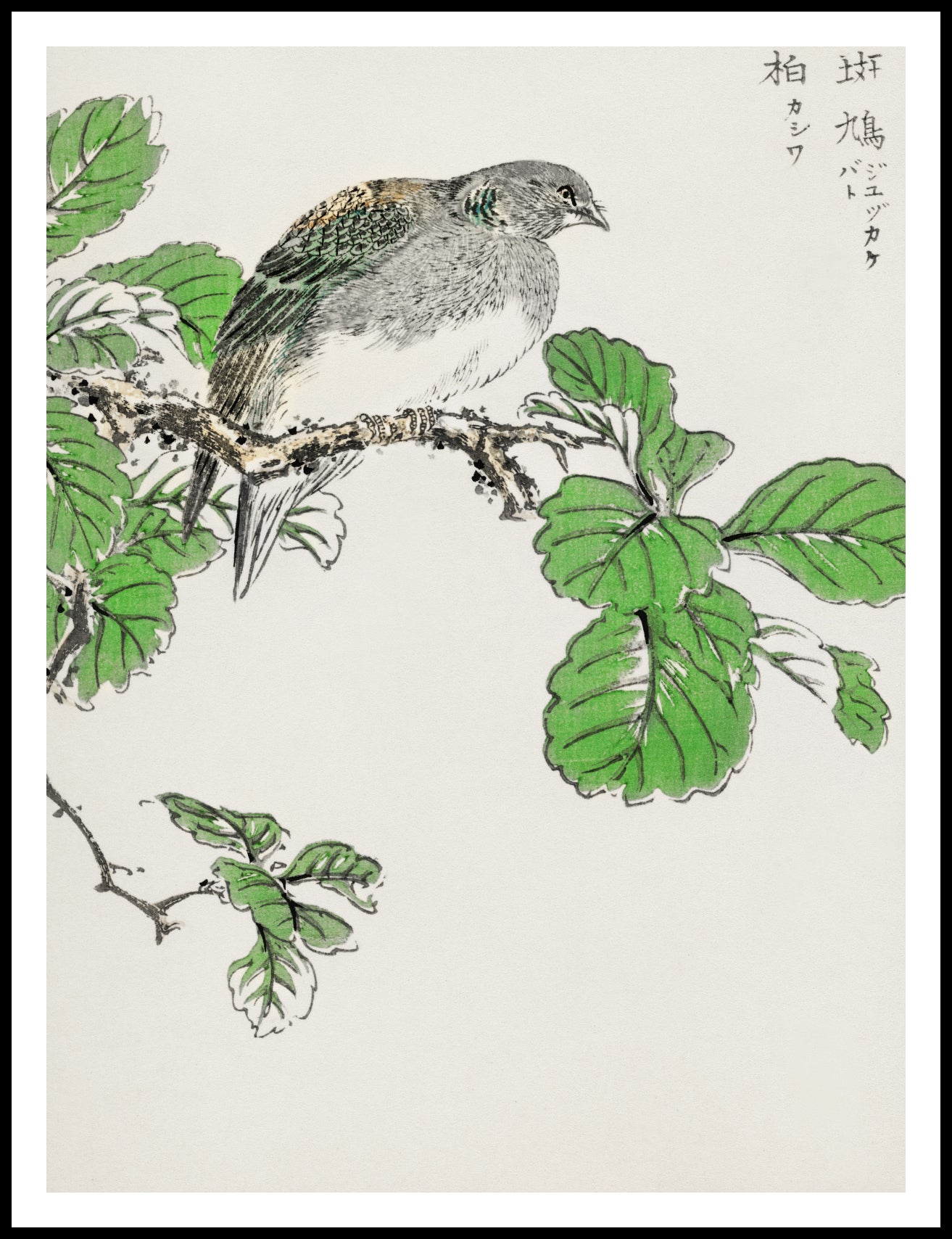 Plakat  Barbary Dove, Kashu Japoński Vintage