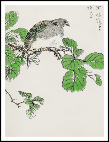 Plakat  Barbary Dove, Kashu Japoński Vintage
