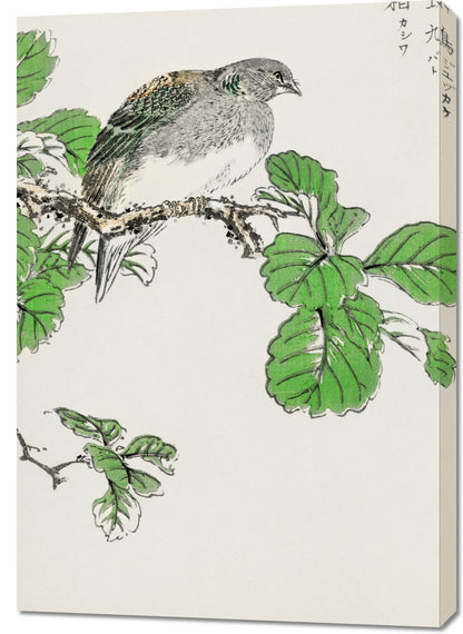Obraz  Barbary Dove, Kashu Japoński Vintage