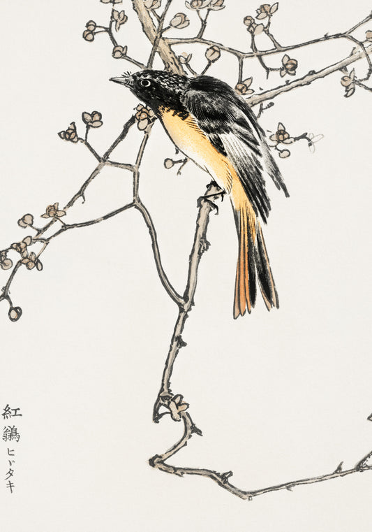 Plakat  Siberian Blue-Tail, Kashu Japoński Vintage