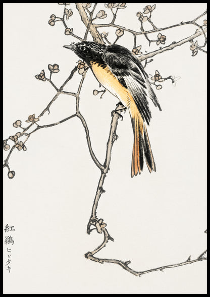 Plakat  Siberian Blue-Tail, Kashu Japoński Vintage