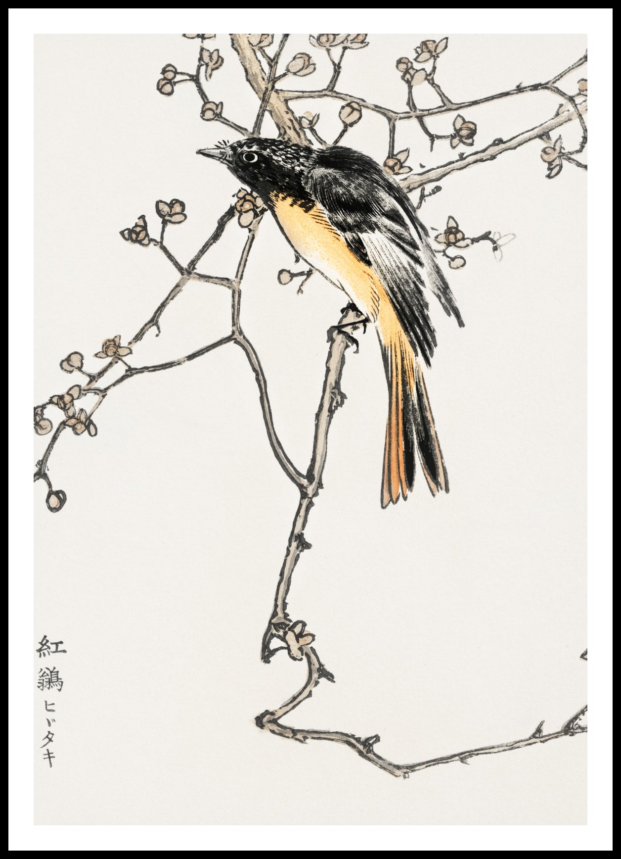 Plakat  Siberian Blue-Tail, Kashu Japoński Vintage