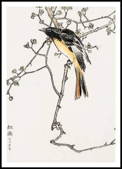 Plakat  Siberian Blue-Tail, Kashu Japoński Vintage