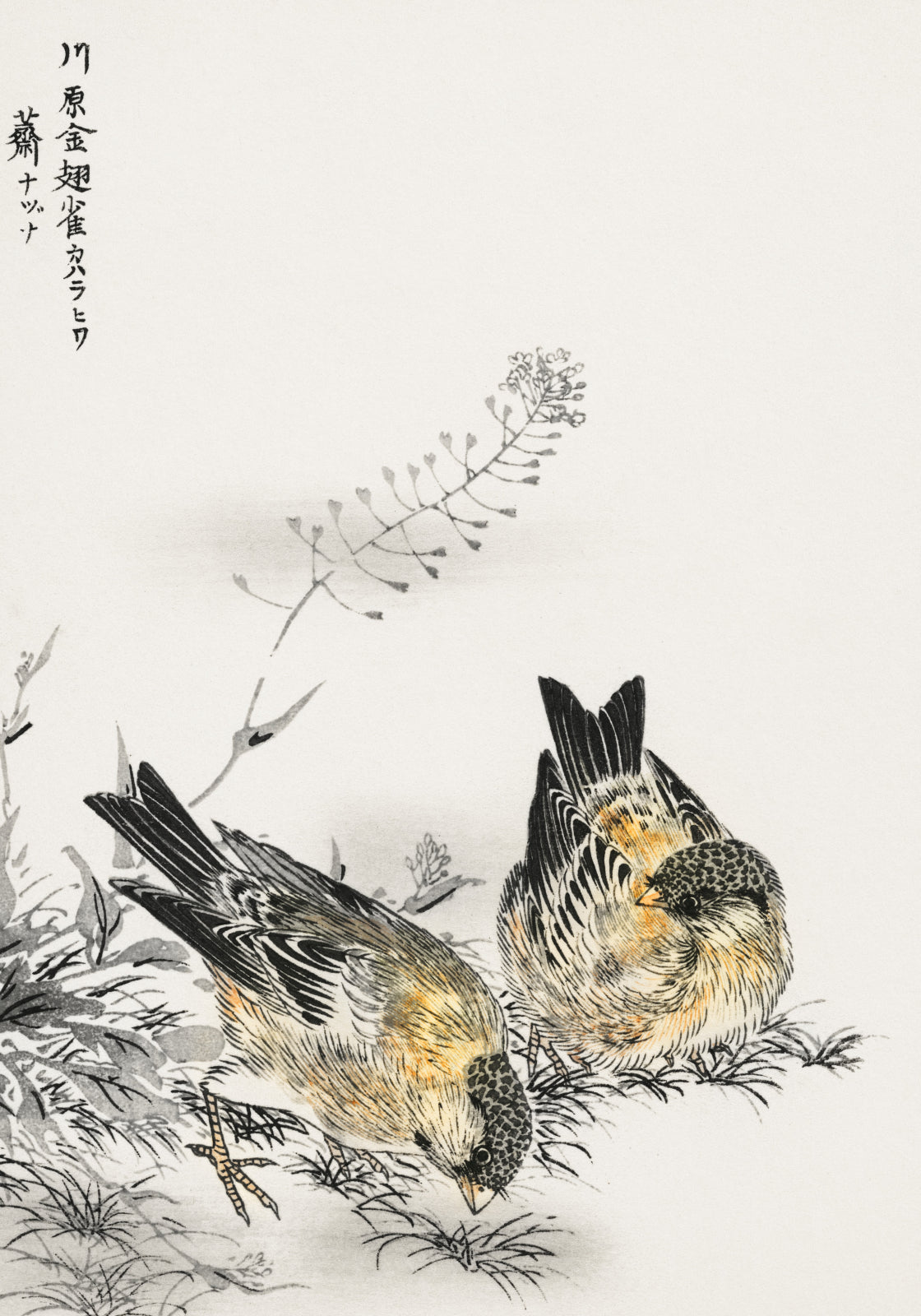 Plakat   Greenfinch, Kashu Japoński Vintage do Salonu