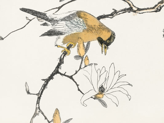 Plakat  Tibetan Hoopoe, Kashu Japoński Vintage