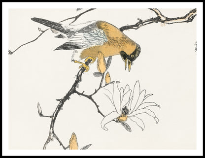 Plakat  Tibetan Hoopoe, Kashu Japoński Vintage