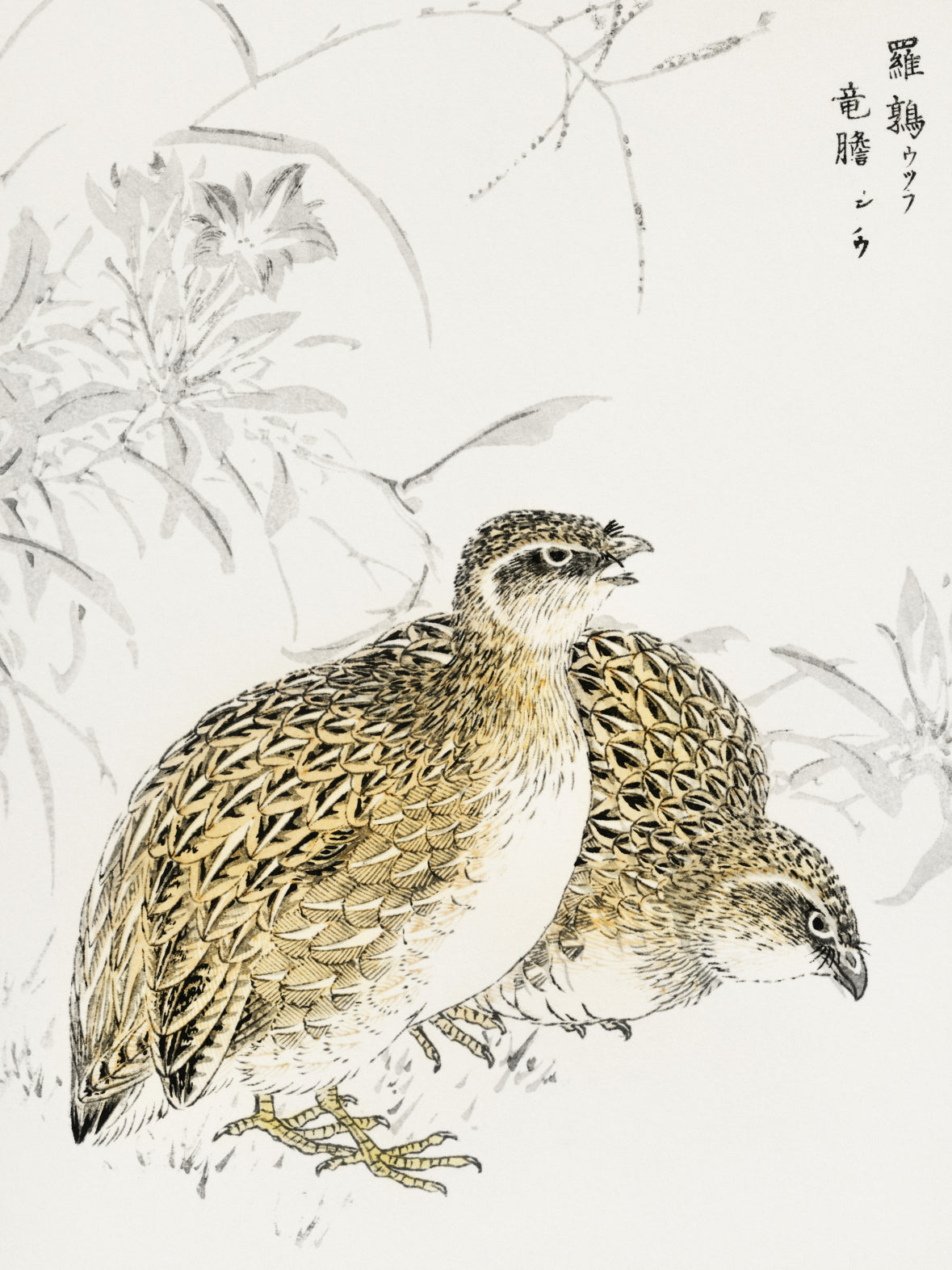 Plakat  Quail, Kashu Japoński Vintage do Salonu
