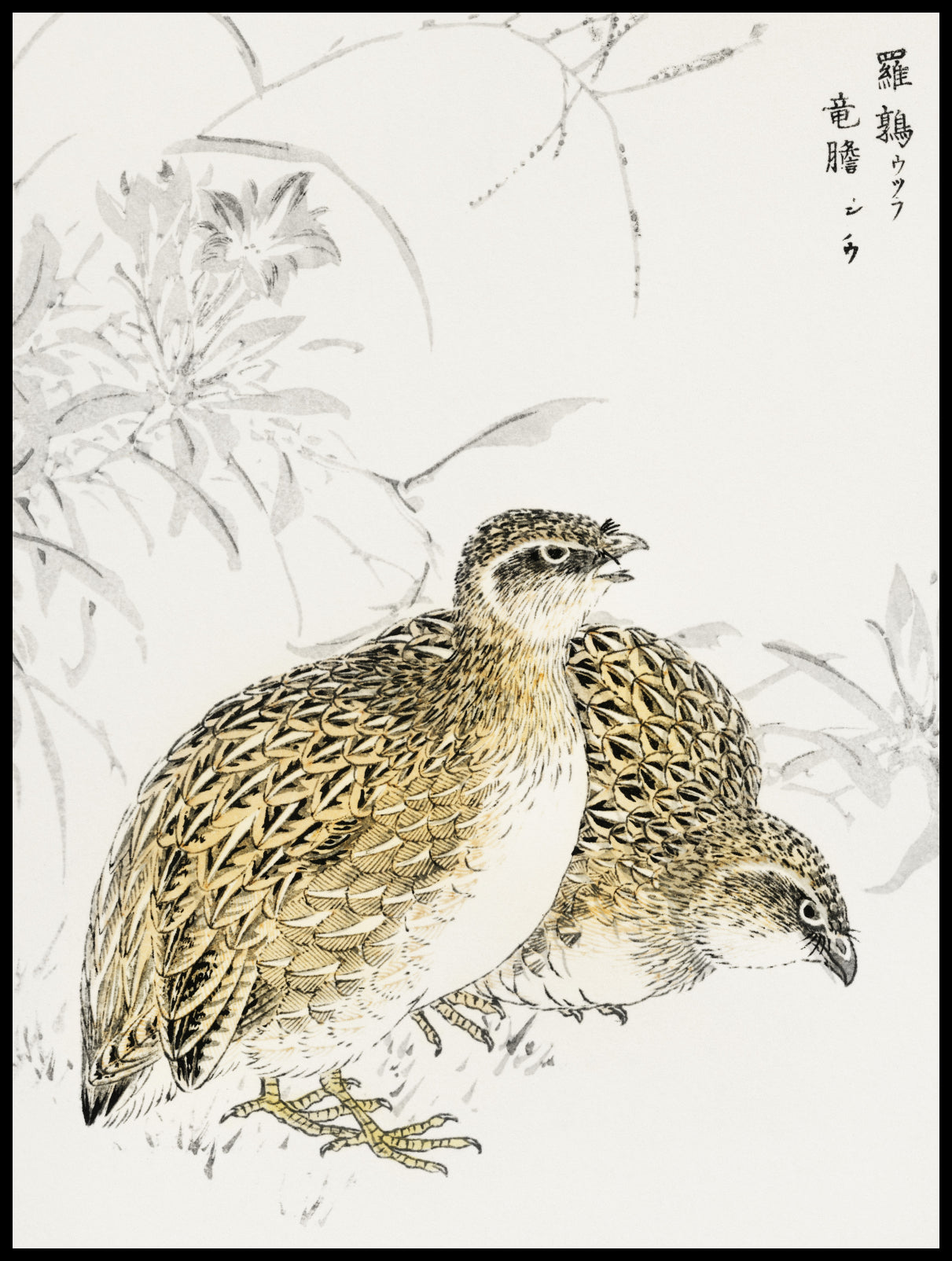 Plakat  Quail, Kashu Japoński Vintage do Salonu