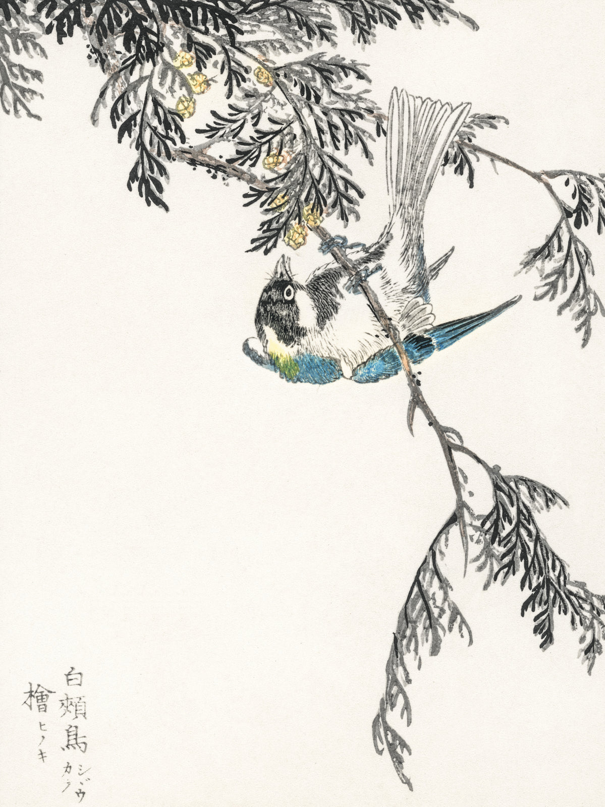 Plakat   Great Tit, Kashu Japoński Vintage do Salonu
