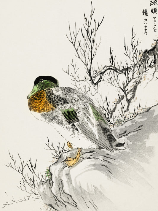 Plakat  Mallard and Willow, Kashu Japoński Vintage