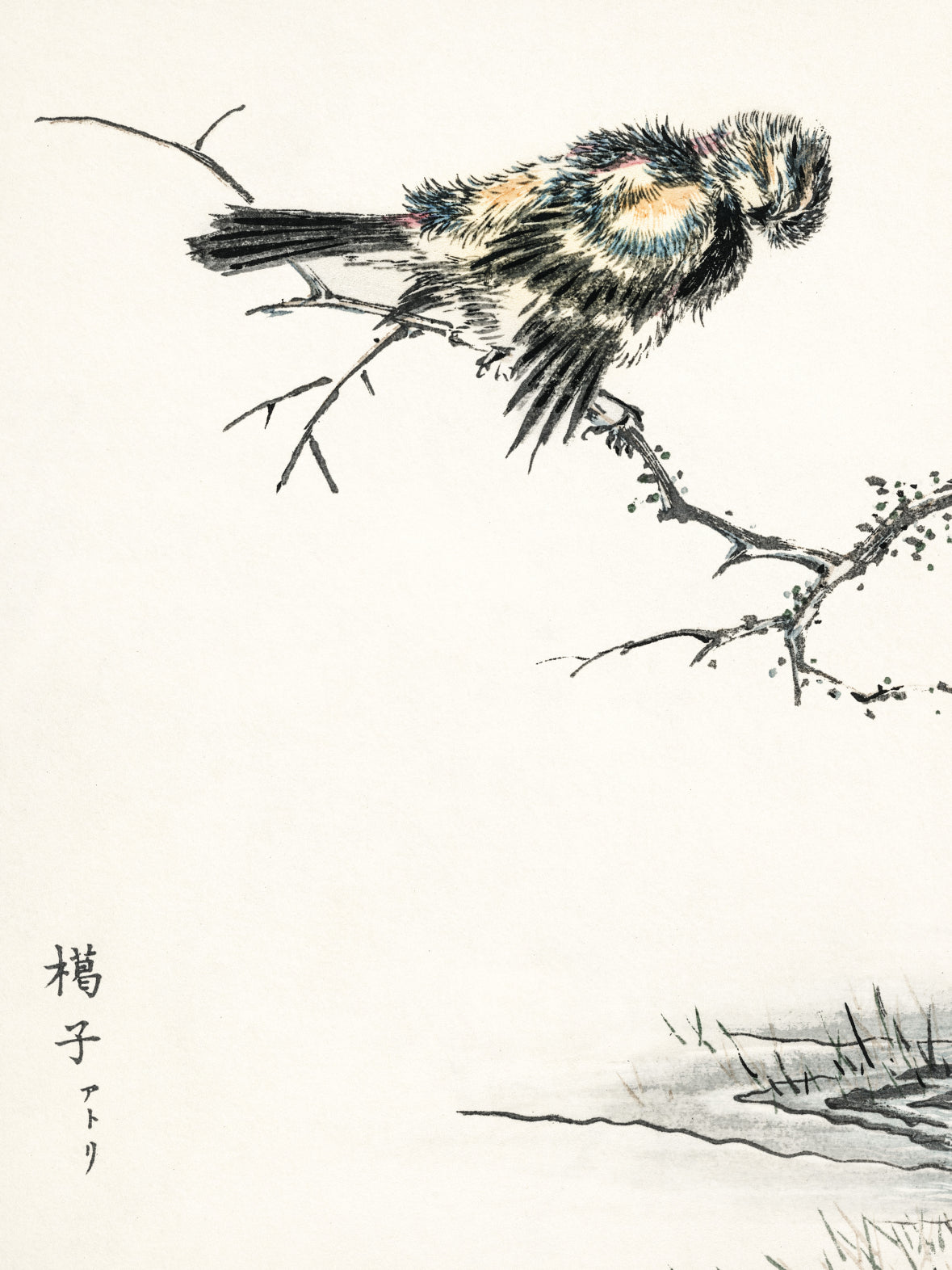 Plakat  Brambling, Kashu Japoński Vintage do Salonu
