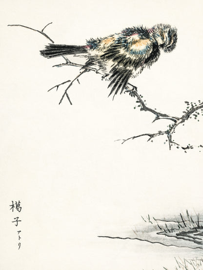 Plakat  Brambling, Kashu Japoński Vintage do Salonu