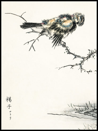 Plakat  Brambling, Kashu Japoński Vintage do Salonu