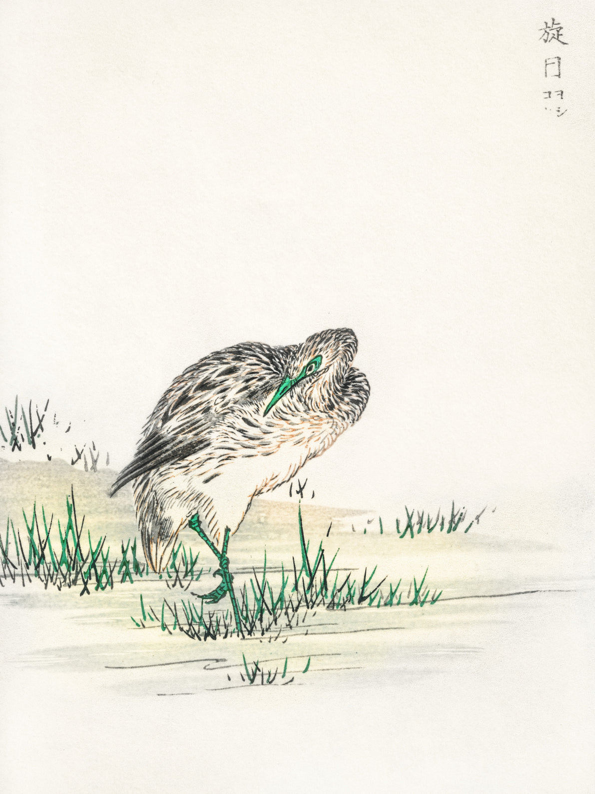 Plakat   Little Bittern, Kashu Japoński Vintage do Salonu