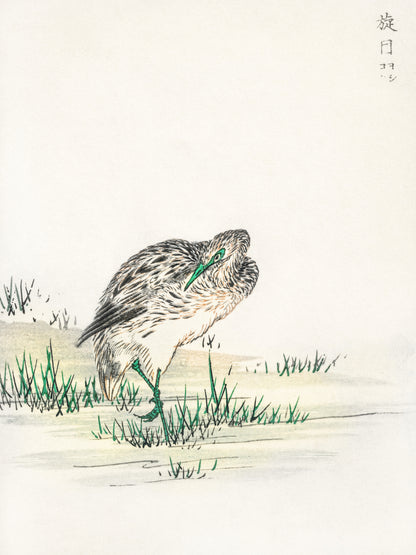 Plakat   Little Bittern, Kashu Japoński Vintage do Salonu