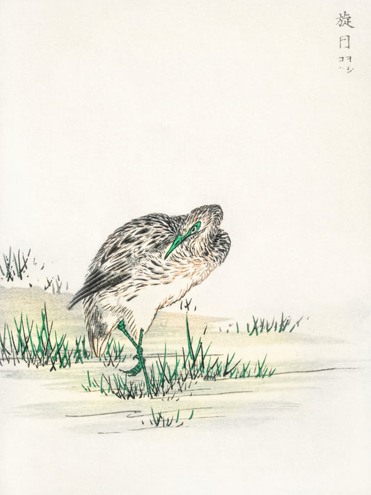 Plakat   Little Bittern, Kashu Japoński Vintage do Salonu