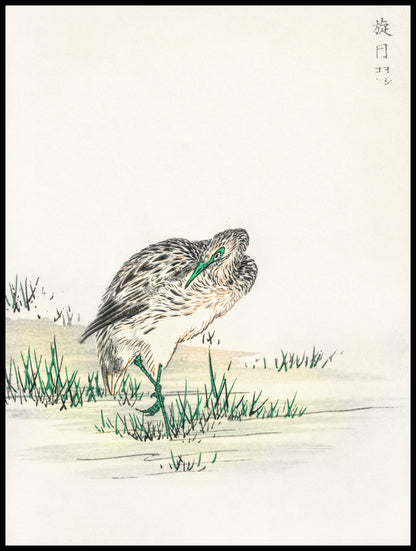 Plakat   Little Bittern, Kashu Japoński Vintage do Salonu
