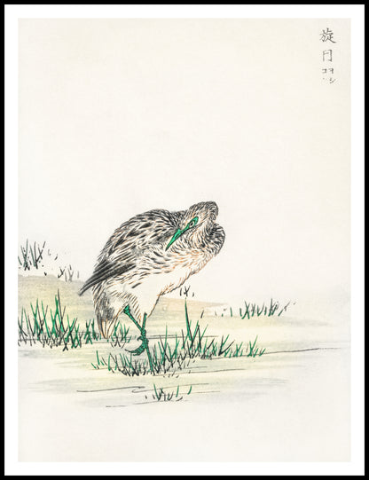 Plakat   Little Bittern, Kashu Japoński Vintage do Salonu