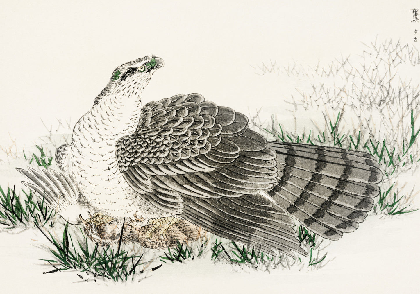 Plakat   Hawk-Eagle, Kashu Japoński Vintage do Salonu