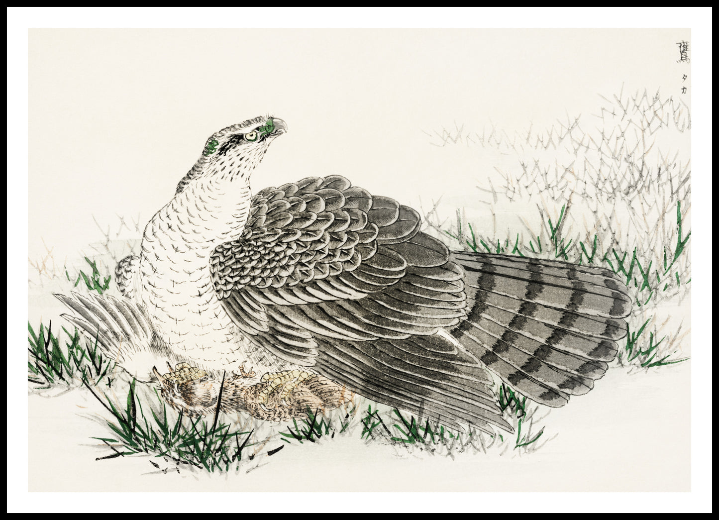 Plakat   Hawk-Eagle, Kashu Japoński Vintage do Salonu