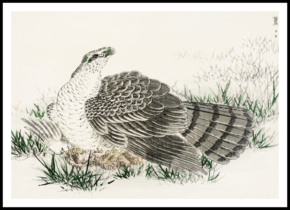 Plakat   Hawk-Eagle, Kashu Japoński Vintage do Salonu