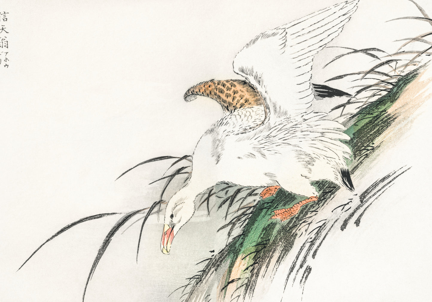 Plakat  Albatross, Kashu Japoński Vintage do Salonu