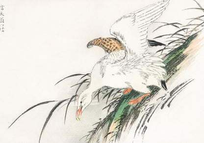 Plakat  Albatross, Kashu Japoński Vintage do Salonu