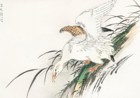 Plakat  Albatross, Kashu Japoński Vintage do Salonu