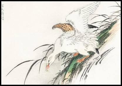 Plakat  Albatross, Kashu Japoński Vintage do Salonu