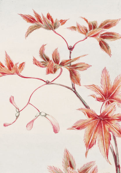 Plakat  Branch of Momiji, Morikaga Japoński Vintage