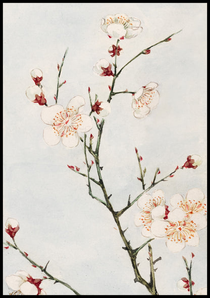 Plakat  Plum Branches, Morikaga Japoński Vintage