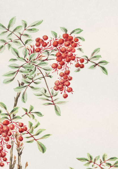 Plakat  Nandina Bush, Morikaga Japoński Vintage do Salonu