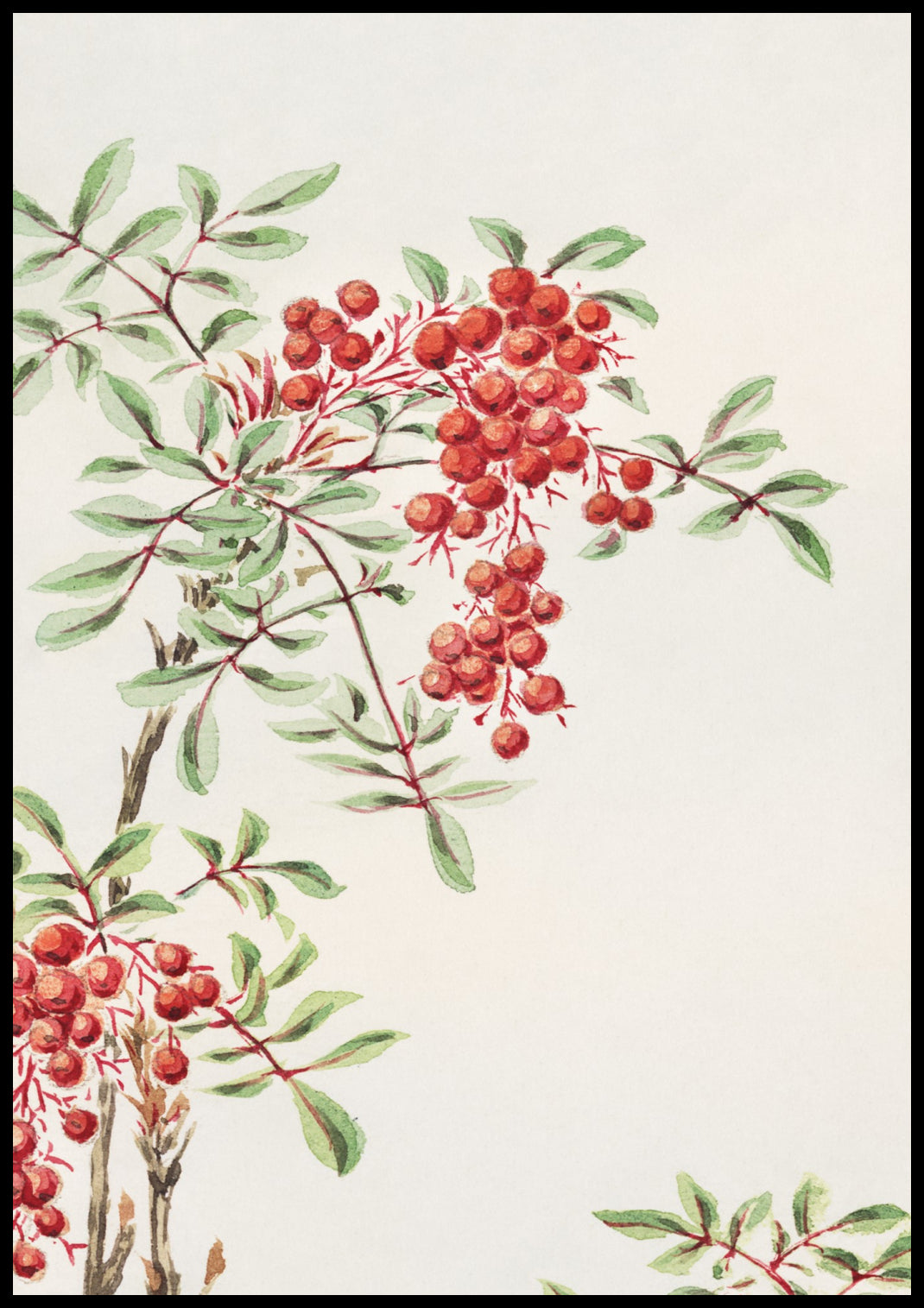 Plakat  Nandina Bush, Morikaga Japoński Vintage do Salonu