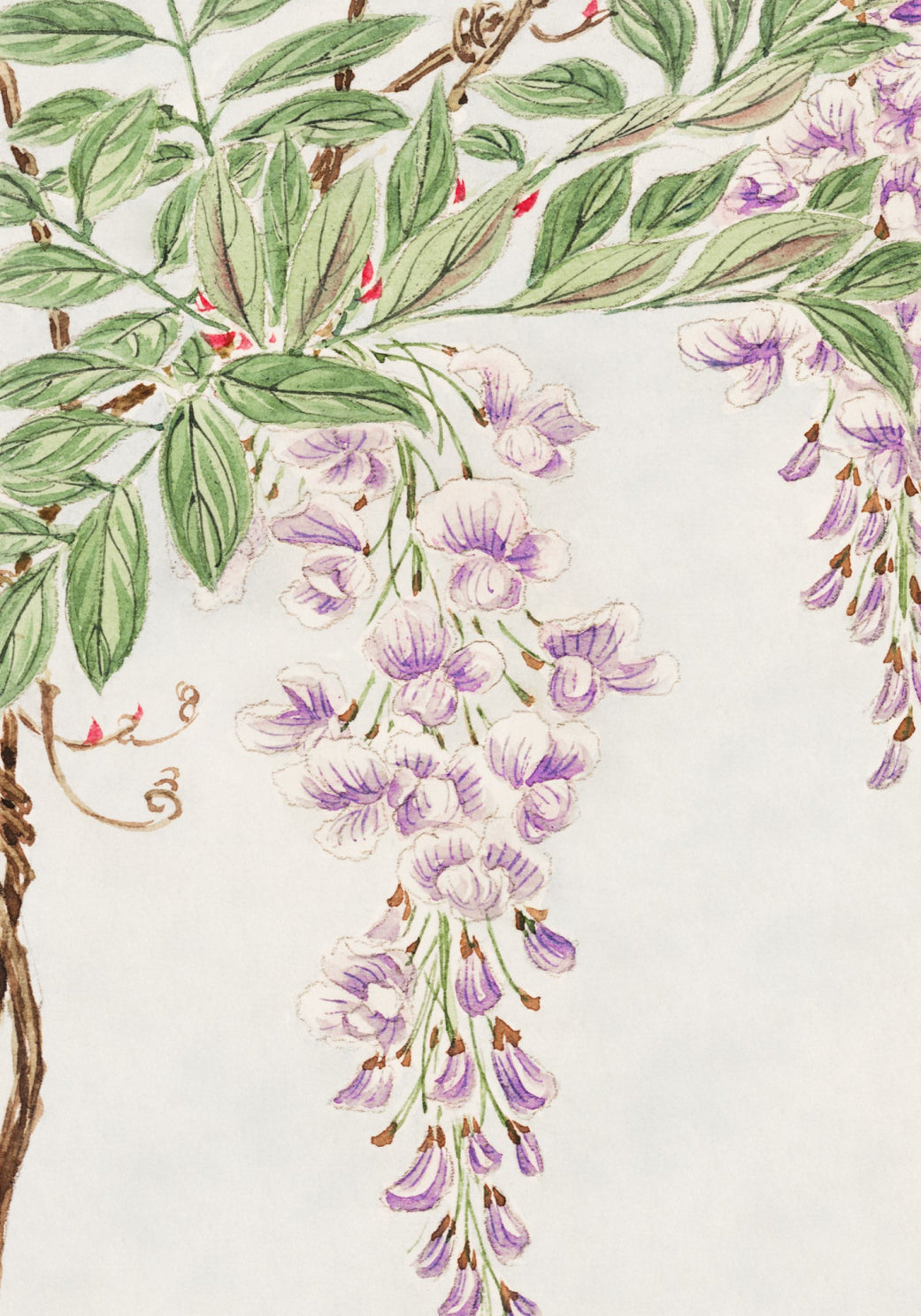 Plakat  Wisteria Vine, Morikaga Japoński Vintage do Salonu