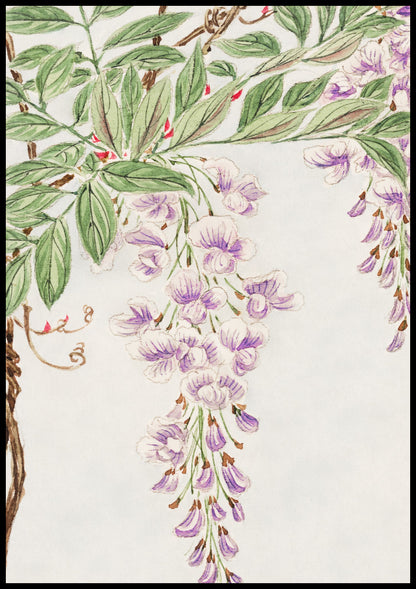 Plakat  Wisteria Vine, Morikaga Japoński Vintage do Salonu