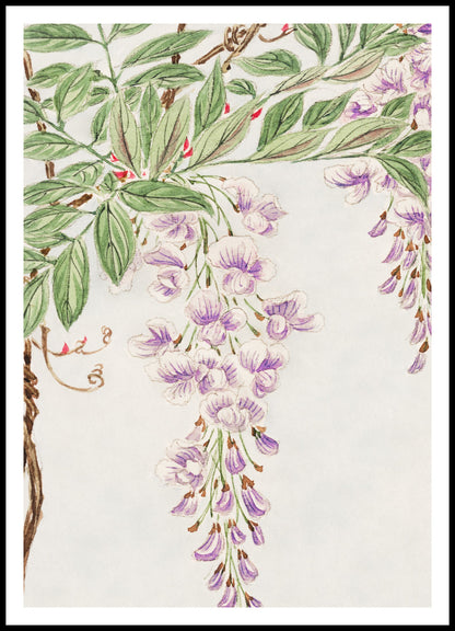 Plakat  Wisteria Vine, Morikaga Japoński Vintage do Salonu