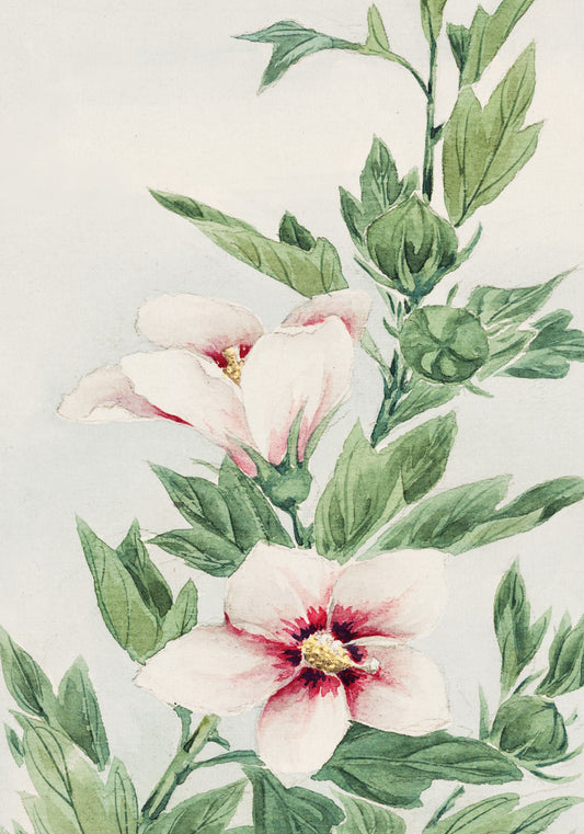 Plakat  Hibiscus, Morikaga Japoński Vintage do Salonu