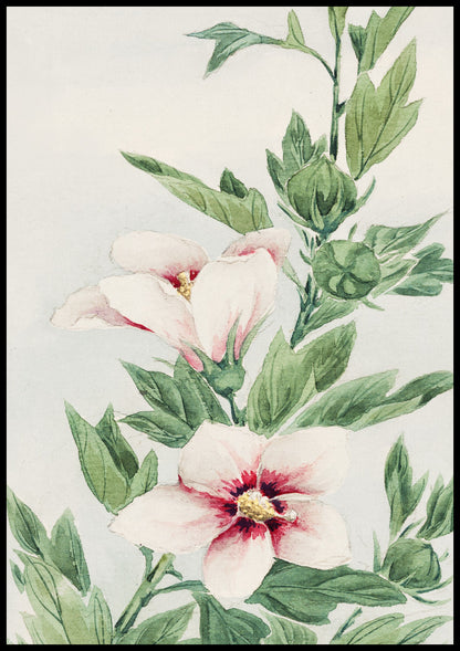 Plakat  Hibiscus, Morikaga Japoński Vintage do Salonu