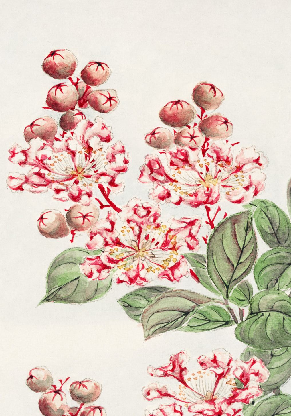 Plakat  Sarusubi Blossoms, Morikaga Japoński Vintage