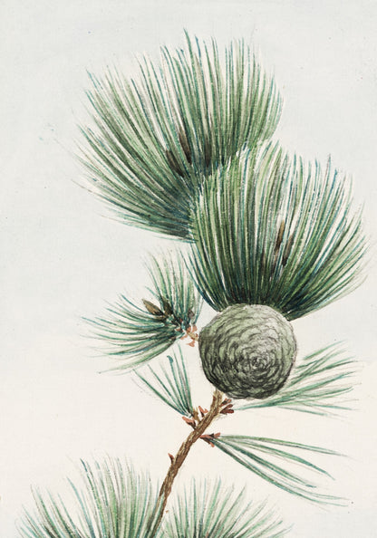 Plakat  Gayo Matsu Pine, Morikaga Japoński Vintage