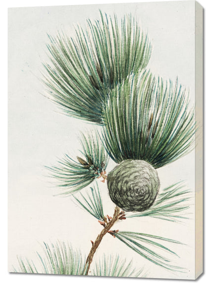 Obraz  Gayo Matsu Pine, Morikaga Japoński Vintage