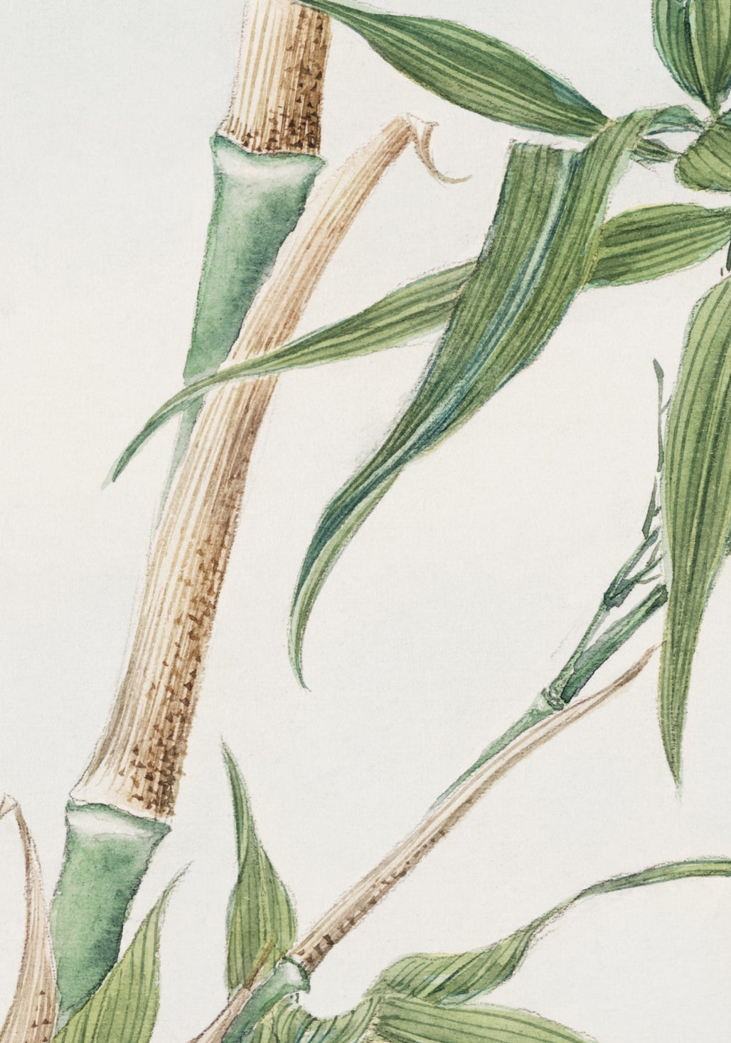 Plakat  Bamboo, Morikaga Japoński Vintage do Salonu