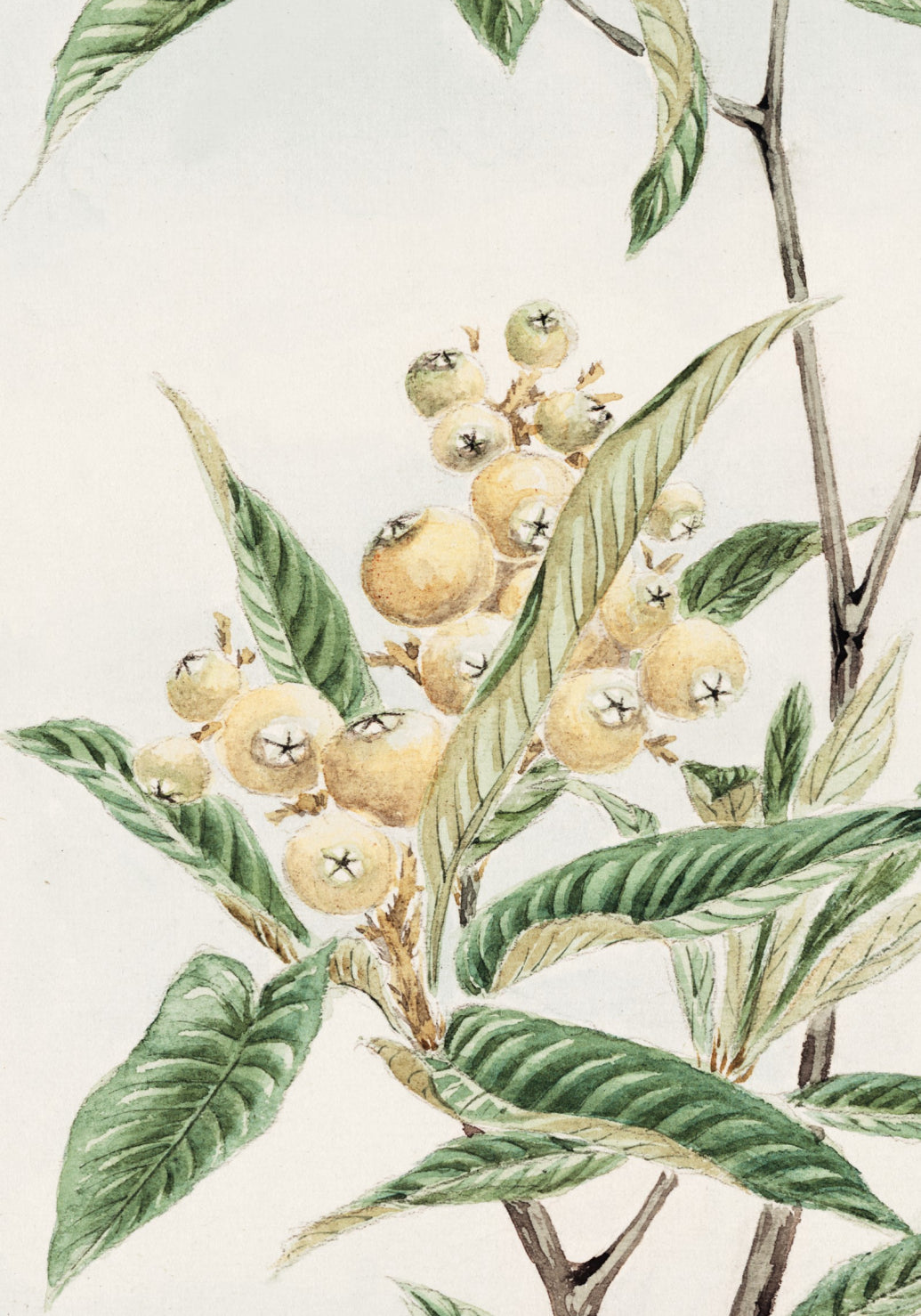 Plakat  Biwa Loquat, Morikaga Japoński Vintage do Salonu