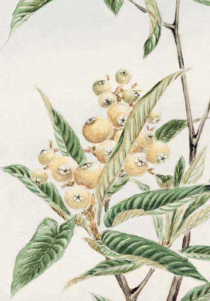 Plakat  Biwa Loquat, Morikaga Japoński Vintage do Salonu