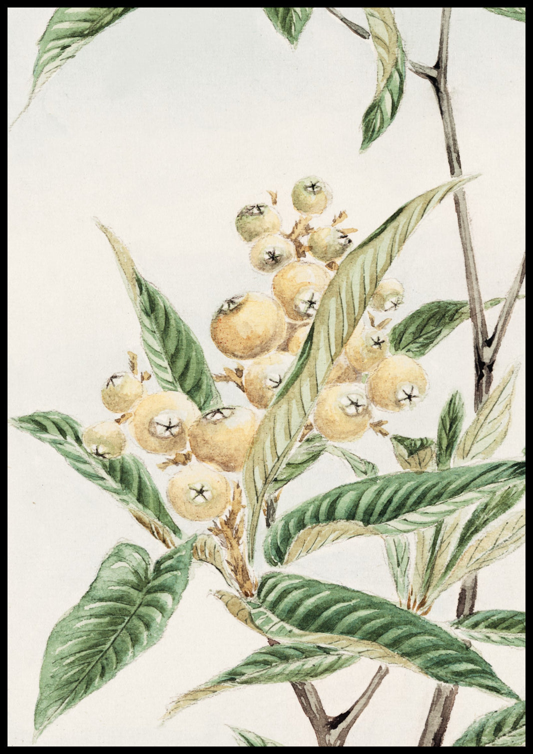 Plakat  Biwa Loquat, Morikaga Japoński Vintage do Salonu